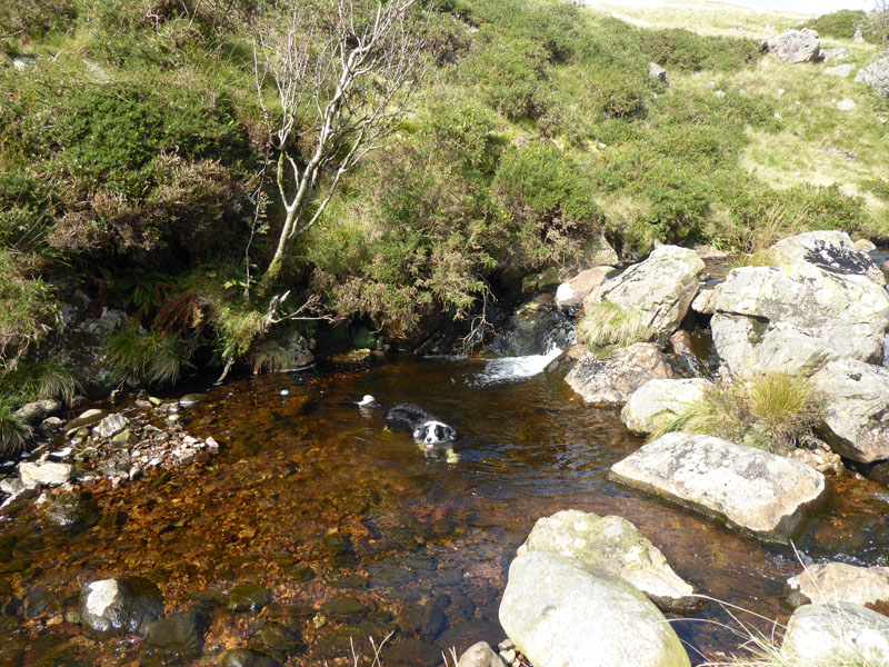 Comb Beck